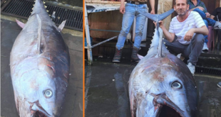 اصطياد سمكة تونا” وزنها أكثر من 100 كيلو في