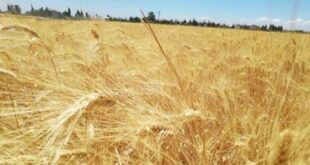 اتحاد الفلاحين: الاكتفاء الذاتي من القمح يمكن تحقيقه خلال سنتين