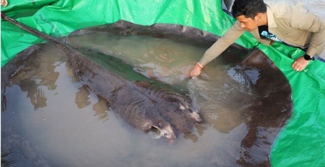 العثور على أكبر سمكة مياه عذبة في العالم