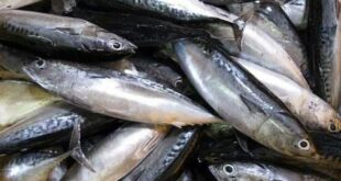 انخفاض أسعار بعض أنواع الأسماك في اللاذقية
