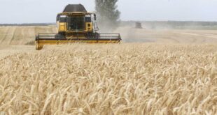 “حرب الخبز العالمية بدأت”.. إيطاليا تُحذر من آثار منع تصدير القمح الأوكراني وتوجه طلباً لبوتين