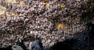 كهف الخفافيش المرعب في سلطنة عُمان