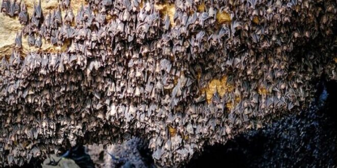 كهف الخفافيش المرعب في سلطنة عُمان