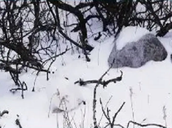 هل يمكنك العثور على الطائر المخفي وسط الثلج