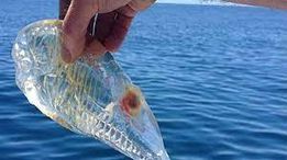 ما حقيقة اصطياد سمكة شفافة في بانياس سعرها 500 مليون؟