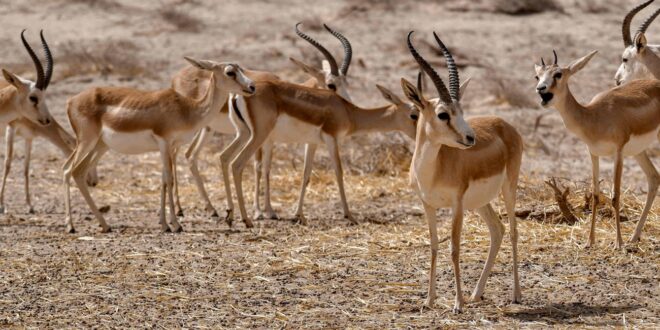 صور غريبة لغزلان تبدو بـ8 أرجل