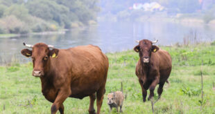 في ألمانيا...قطيع أبقار يتبنى خنزيرا بريا!