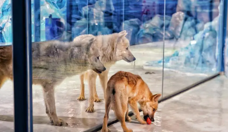 شاهد أول ذئب قطبي مستنسخ من كلب بالعالم.
