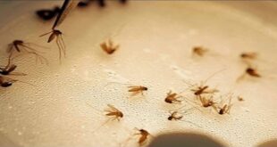 5 طرق للتخلص من الحشرات في المنزل بدون مواد كيميائية