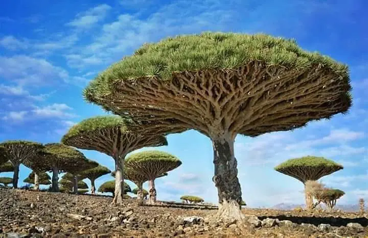 شاهد أندر شجرة بالعالم في اليمن.. تنزف سائلاً أحمر كالدم