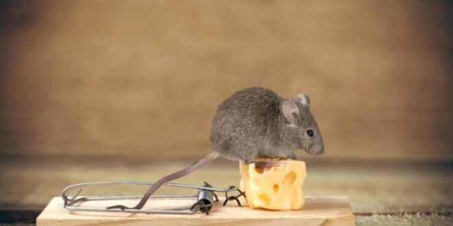 لا تفوتك.. طرق فعالة للتخلص من فئران المنزل بشكل نهائي