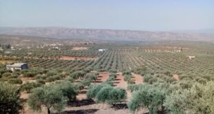 محاصيل سوريا الاستراتيجية تتلاشى بفعل الأزمات المتلاحقة