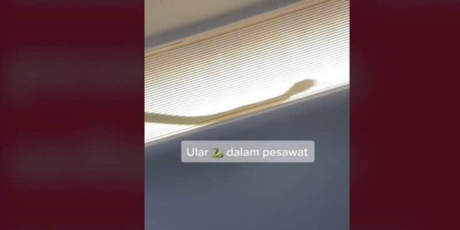 كابوس حقيقي.. فيديو يُظهر أفعى على متن طائرة تجبرها على الهبوط اضطراريًا