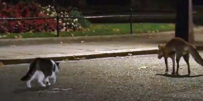 مواجهة شرسة بين قط وثعلب أمام مقر الحكومة البريطانية (فيديو)