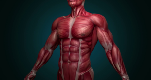 ما هى أقوى عضلة في جسم الإنسان؟ لن تتوقع الإجابة التي اتفق عليها العلماء