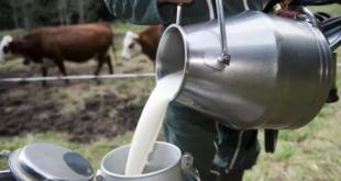 هل باتت مشتقات الحليب بعيدة عن مائدة السوريين