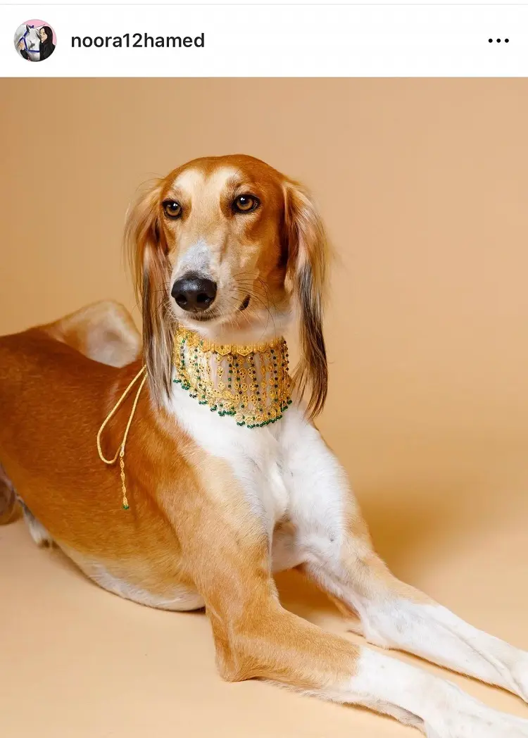 شيخة بحرينية تُغرق كلبتها بالذهب