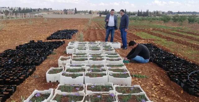 زراعة "الذهب الأحمر" تبدأ بالانتشار في سوريا
