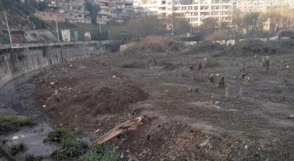 مجهولون يقطعون الأشجار المزروعة على طريق قدسيا في ريف دمشق!!