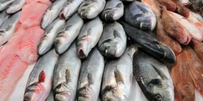 التقنين الكهربائي خفّض أسعار السمك