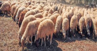 تهريب الخراف يرفع أسعار اللحوم في سورية