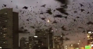 قُطعان ضخمة من الغربان تغزو سماء العاصمة كييف.. والأوكران: “نذير شُؤم”! (فيديو)