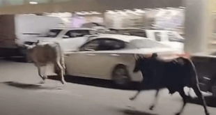 ثيران هائجة تركض في شوارع مكة.. ما القصة؟