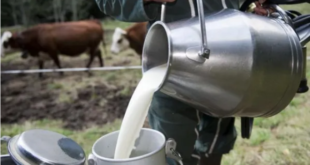 الغلاء يطال الحليب ومشتقاته بدمشق:كيلو اللبنة بـ 14 ألف ليرة